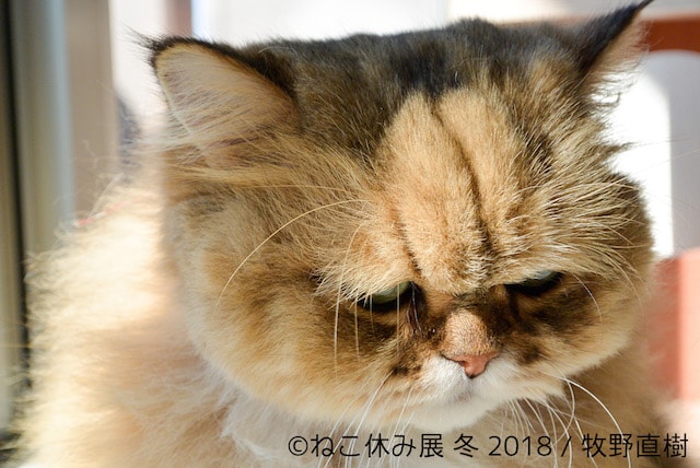しょんぼり顔で人気のペルシャ猫「ふーちゃん」