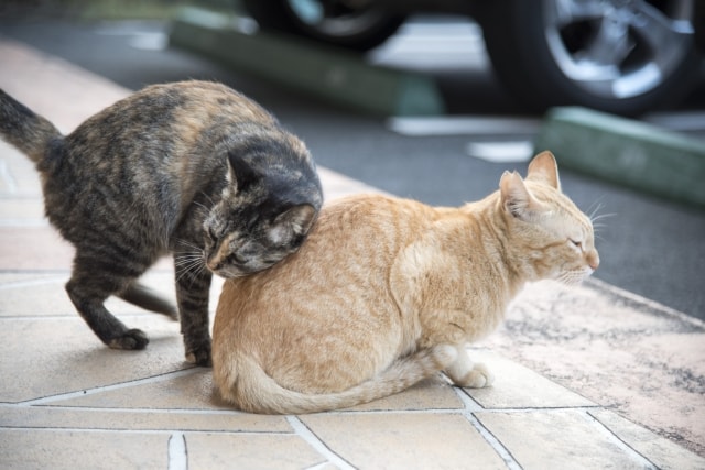 体を擦り付ける仲良し猫のイメージ写真