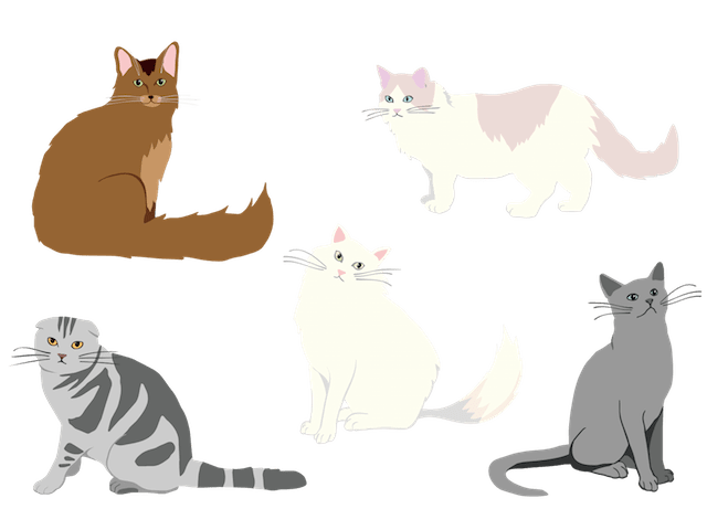 猫の種類イメージイラスト