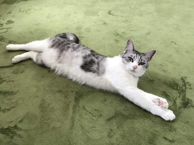 猫とカーペットのイメージ写真