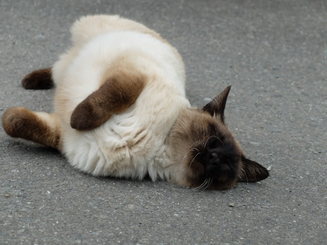 地面に体をこすりつける発情期のメス猫イメージ写真