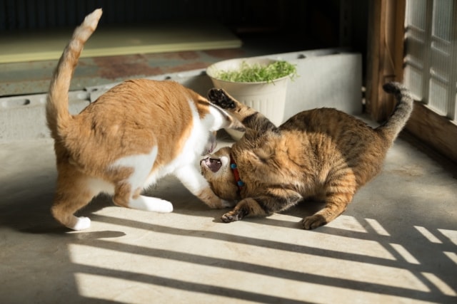 取っ組み合いの喧嘩をする2匹の飼い猫