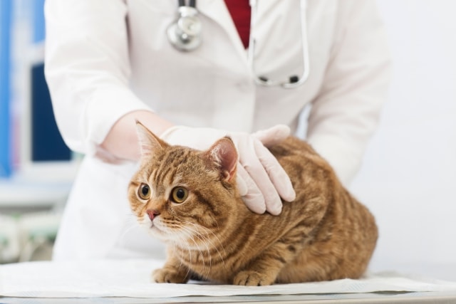 動物病院で診察を受ける猫のイメージ写真