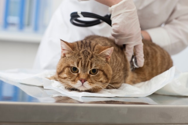 獣医師に診察を受ける猫のイメージ写真