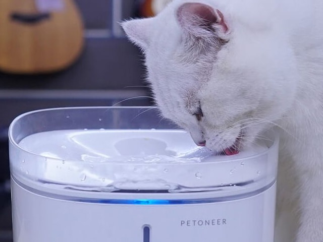 Fresco Pro(フレスコ・プロ)で水を飲む猫
