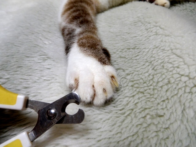 猫の爪切りイメージ写真
