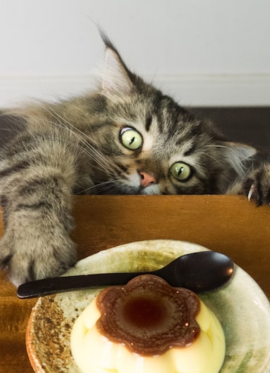 食べ物と猫をテーマした写真 by MARCO