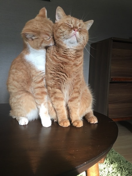 ２匹の仲良し猫  by パパンニャンニャン