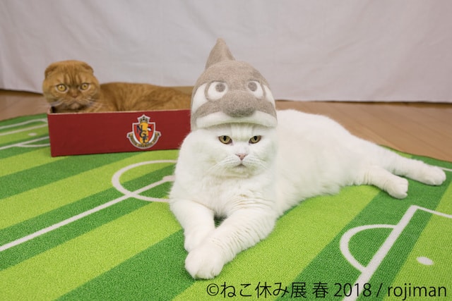 抜け毛で作ったグランパスくんの帽子を被る猫 by rojiman