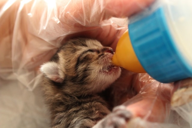 ミルクを飲む生まれたばかりの子猫