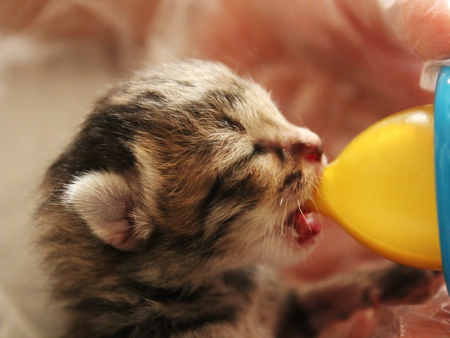 子猫のミルクボランティアのイメージ写真