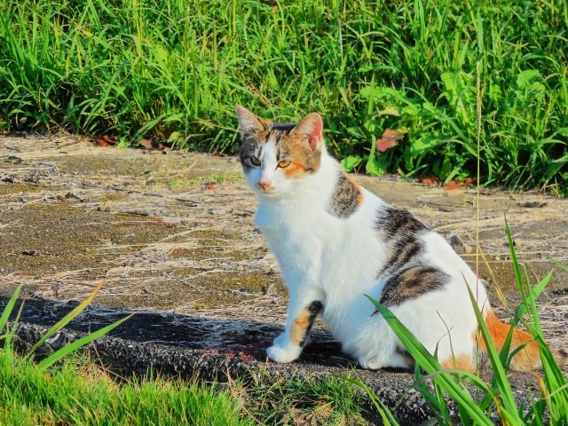 猫と同居すると赤ちゃんは猫アレルギーになりやすい？  Cat Press 