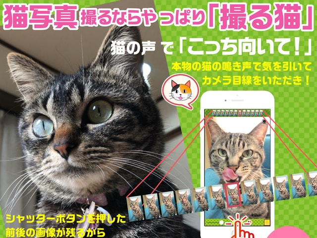 無料で使えるネコ専用のカメラアプリ「撮る猫」最新バージョンを公開