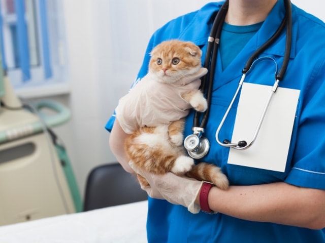 猫の傷病ランキング2018が公表！件数の1位は下痢、最も高額なのは異物誤嚥
