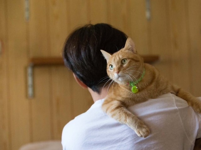 飼い主さんの肩にのる幸せそうな猫のイメージ写真
