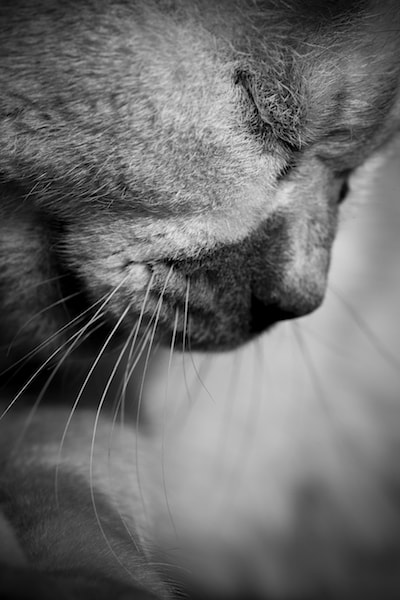 思い詰めた表情の猫 by 齊木一貫
