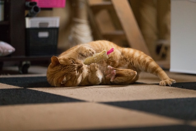 猫キッカー（けりぐるみ）で遊ぶ猫のイメージ写真