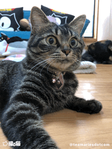 猫専用カメラアプリ「撮る猫」で作成した猫のアニメGIF