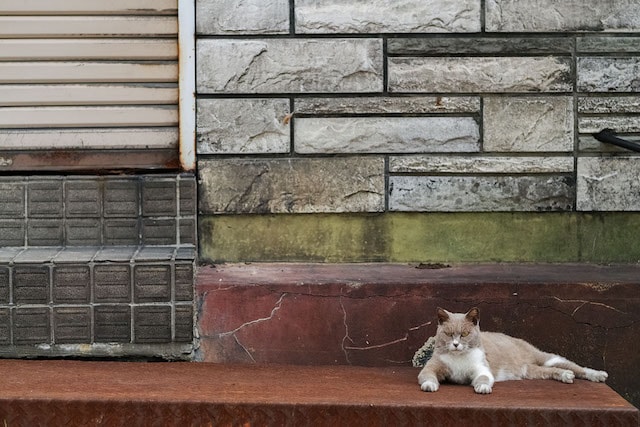 北海道の壁際でこちらを睨む猫 by かべねこ