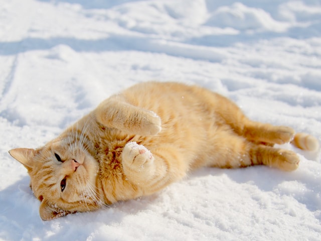 北海道で暮らす猫と雪のコラボ写真展「ゆきにゃん? -厳冬に生きる北の猫-」