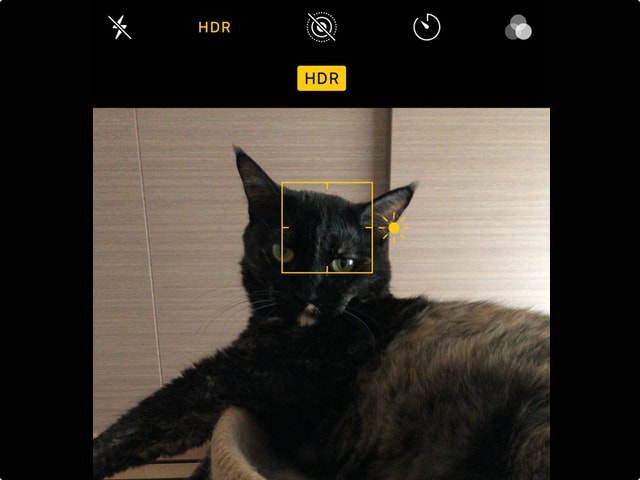 黒猫やサビ猫など、暗い毛色の猫をiPhoneでキレイに撮影する方法