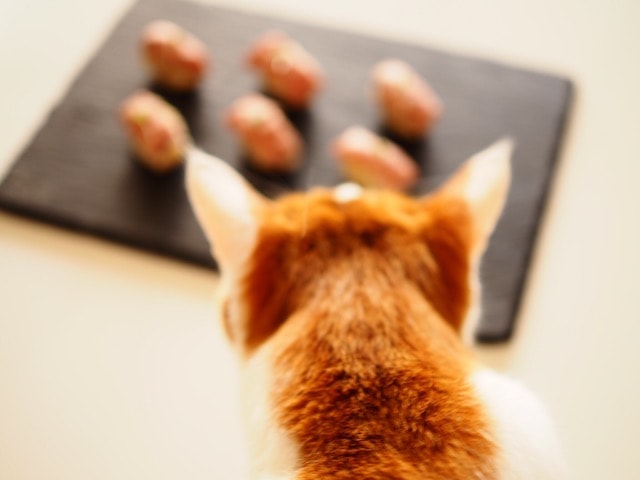 ご飯を見つめる猫の背中