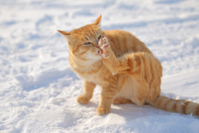 雪の中で毛づくろいをする茶トラ猫 by MANABU
