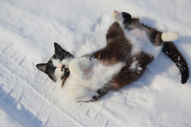 雪の上でヘソ天する黒白猫 by MANABU