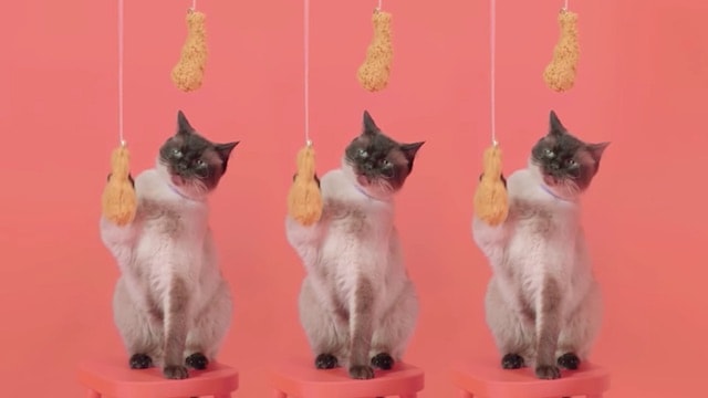 ケンタッキー・フライドチキンの玩具で遊ぶ猫