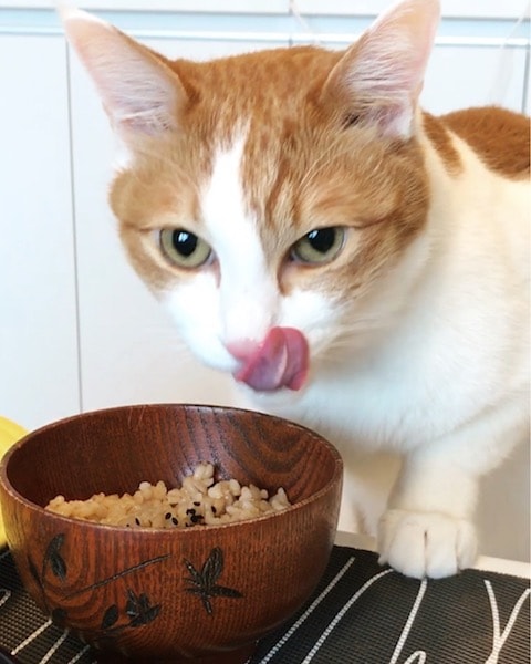 お椀でご飯を食べる猫