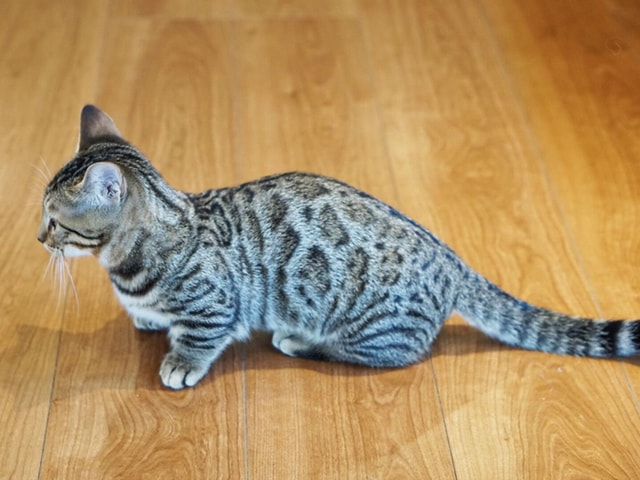 ベンガルの斑点模様を受け継ぐ珍しい猫種「ジェネッタ」の正面イメージ by 猫カフェもふにゃん