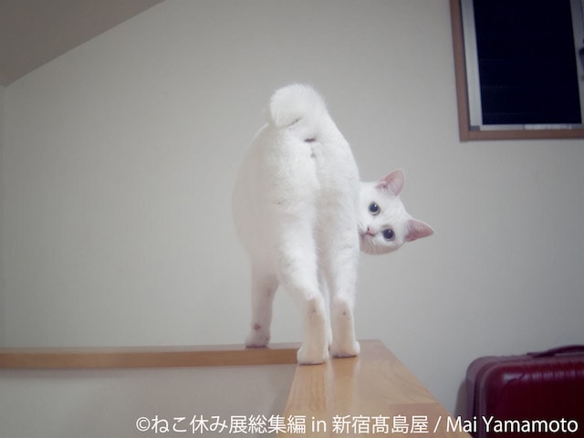 後ろを振り返る白猫 by Mai Yamamoto