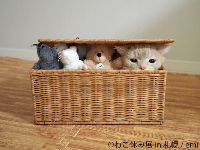 ぬいぐるみとカゴに入る猫の写真  by emi