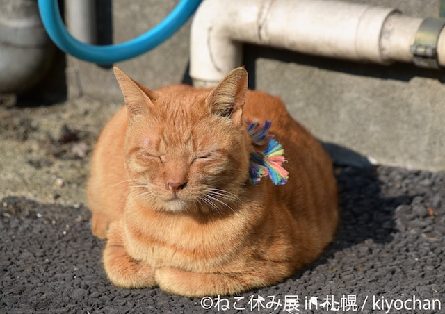 外で目をつむる茶トラ猫の写真 by kiyochan