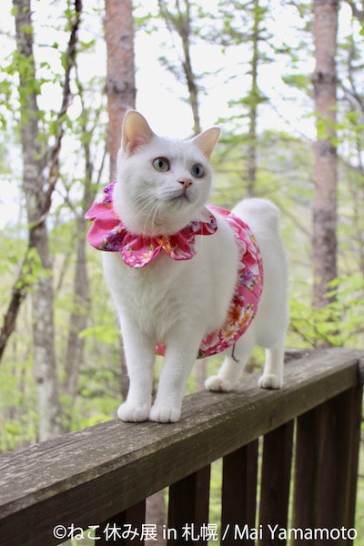 ピンクの小物を身に着ける白猫 by Mai Yamamoto