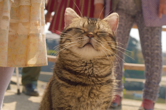 気持ちよさそうな表情のキジトラ猫「タマ」 by 映画ねことじいちゃん