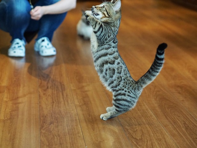 お客と遊ぶ珍しい猫種「ジェネッタ」の側面イメージ by 猫カフェもふにゃん