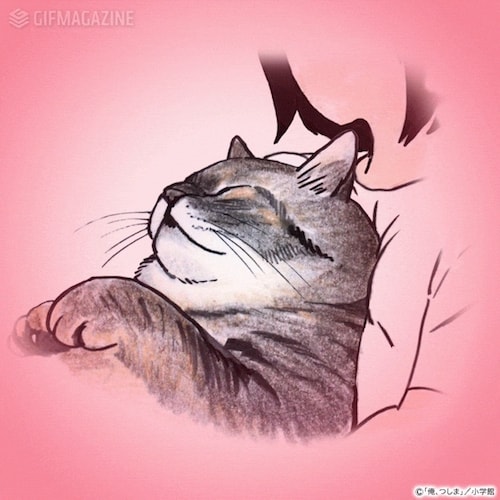 女性に抱かれて眠るキジトラ猫 by 俺、つしま