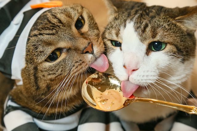 金粉をふりかけた「金のちゅ〜る」を食べる猫