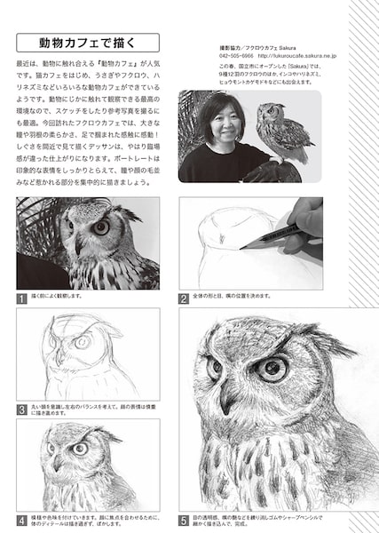 フクロウの描き方の解説ページ by 動物デッサンテクニック