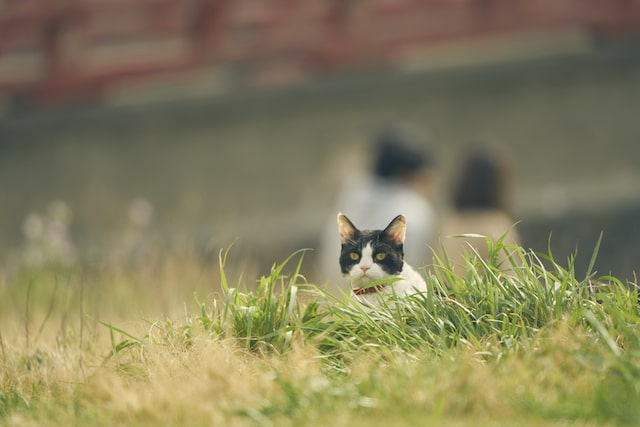 映画・旅猫リポートの主演猫「ナナ」