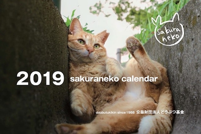 どうぶつ基金のチャリティー猫カレンダー2019（茶トラ）