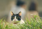 映画・旅猫リポートの主演猫「ナナ」のオフショット7枚が一挙に公開されたニャ