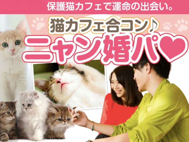 大人のネコ好き男女に出会いの場 保護猫カフェで にゃん婚パ が開催 Cat Press キャットプレス