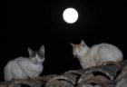 十五夜の月を背景に振り返る2匹の猫 by 岩合光昭