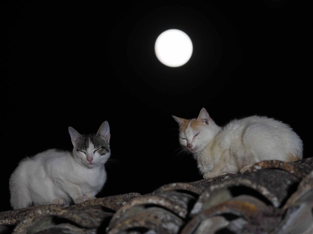 十五夜の月を背景に振り返る2匹の猫 by 岩合光昭
