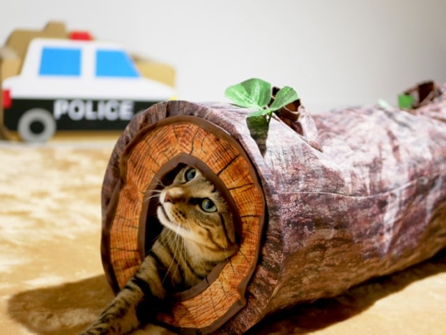 インテリア性が抜群、猫ちゃんのための猫用wood調トンネル | Cat Press（キャットプレス）