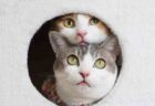 浦和パルコに「ねこ休み展」が初登場！来年の猫カレンダーや合格祈願グッズも
