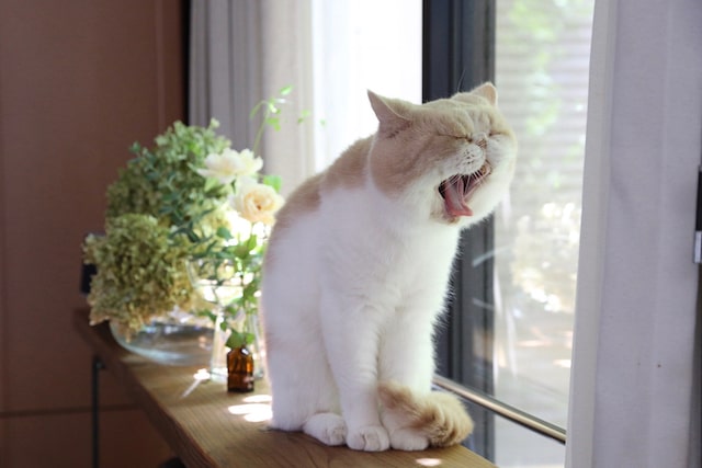 あくびをする猫 by ネズミイロのネコとバニラ