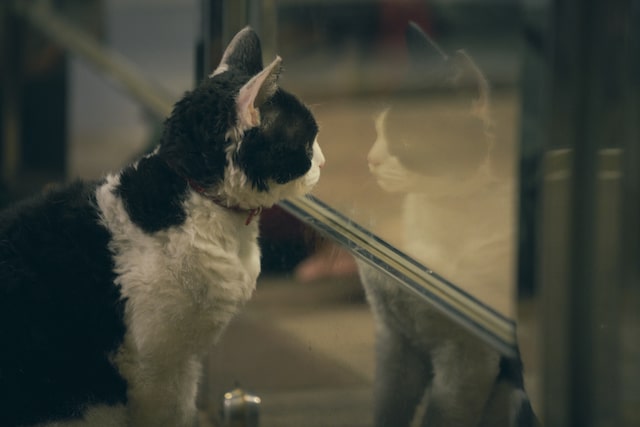 ガラスに映る自分を見つめる猫・ナナの姿 by 旅猫リポート